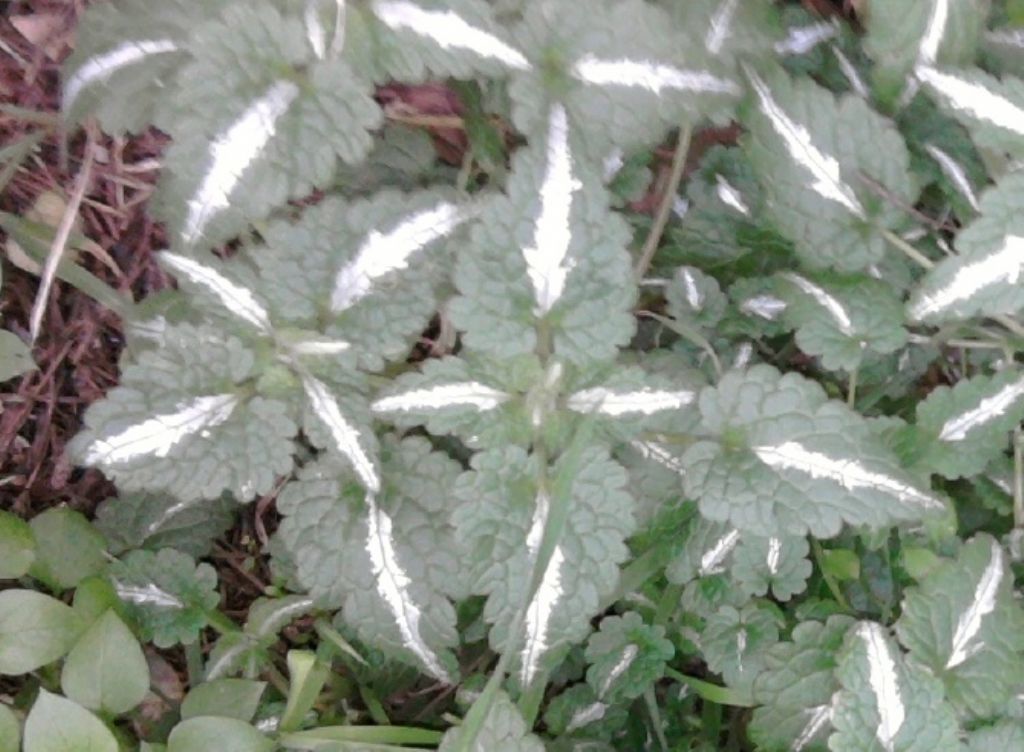 Pianta da determinare - Lamium sp.